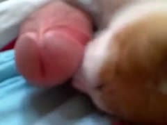 How to get cat to lick your dick!